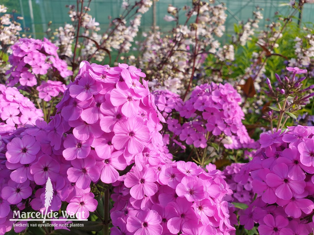 Phlox paniculata Coolbest