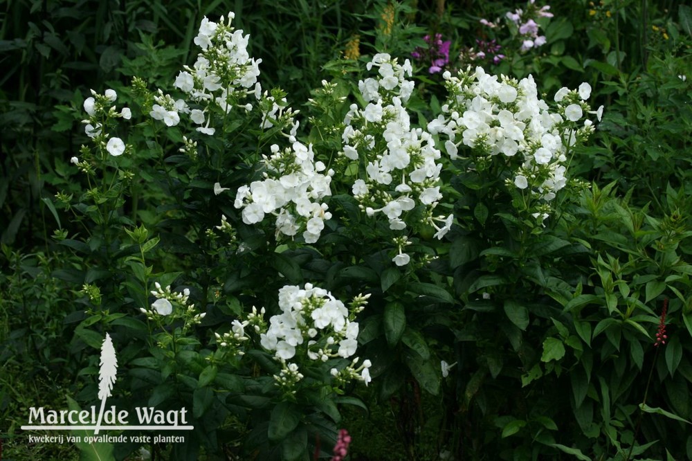 Phlox paniculata David