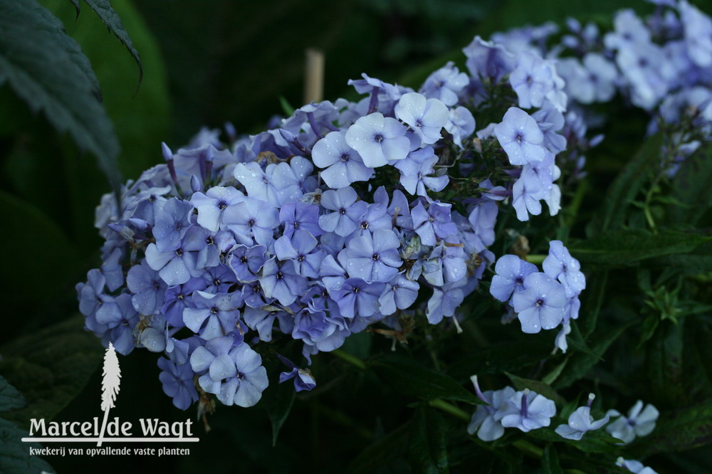 Phlox paniculata Donau