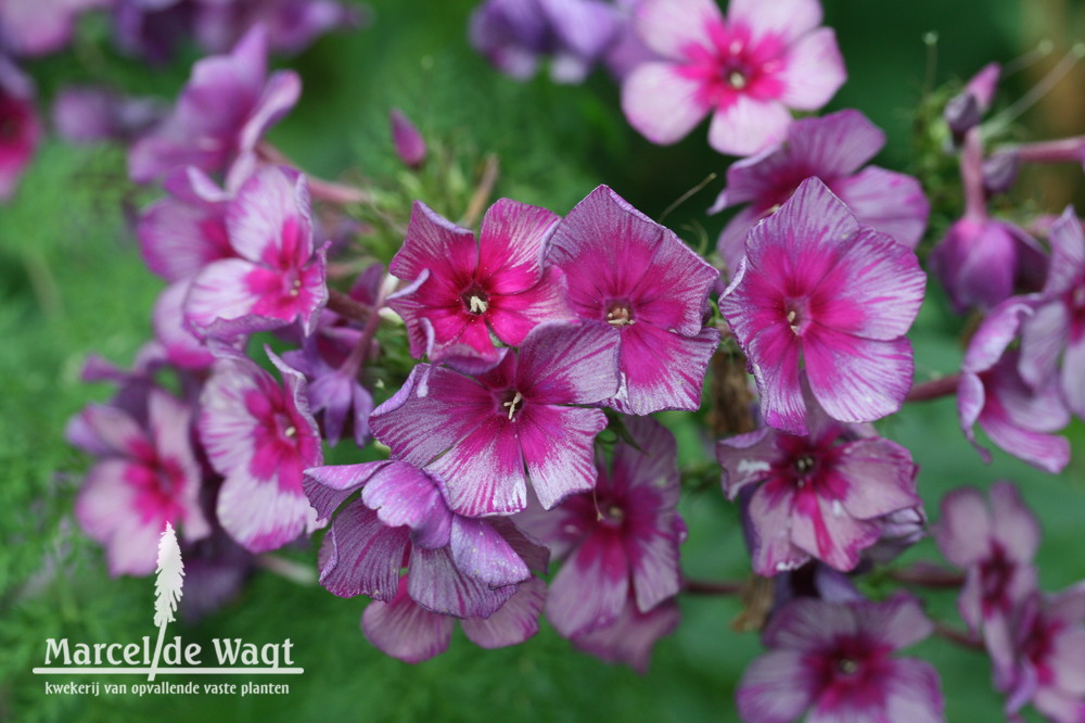 Phlox paniculata Drakon