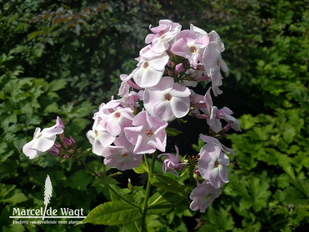 Phlox paniculata Duchess of York