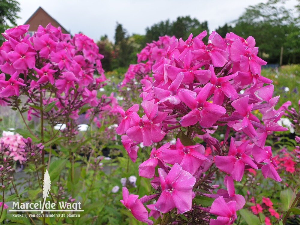 Phlox paniculata Erfurt