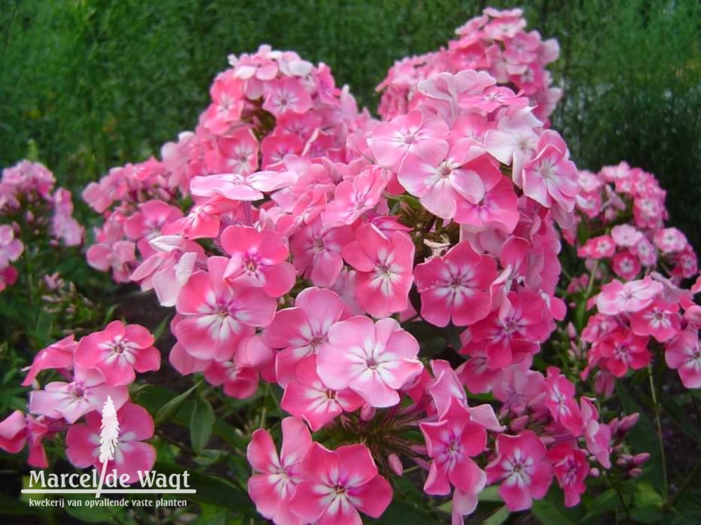 Phlox paniculata Eva Foerster