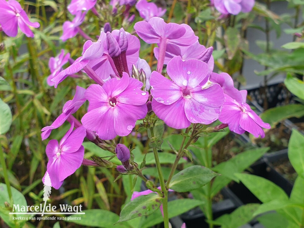 Phlox paniculata Fiosin