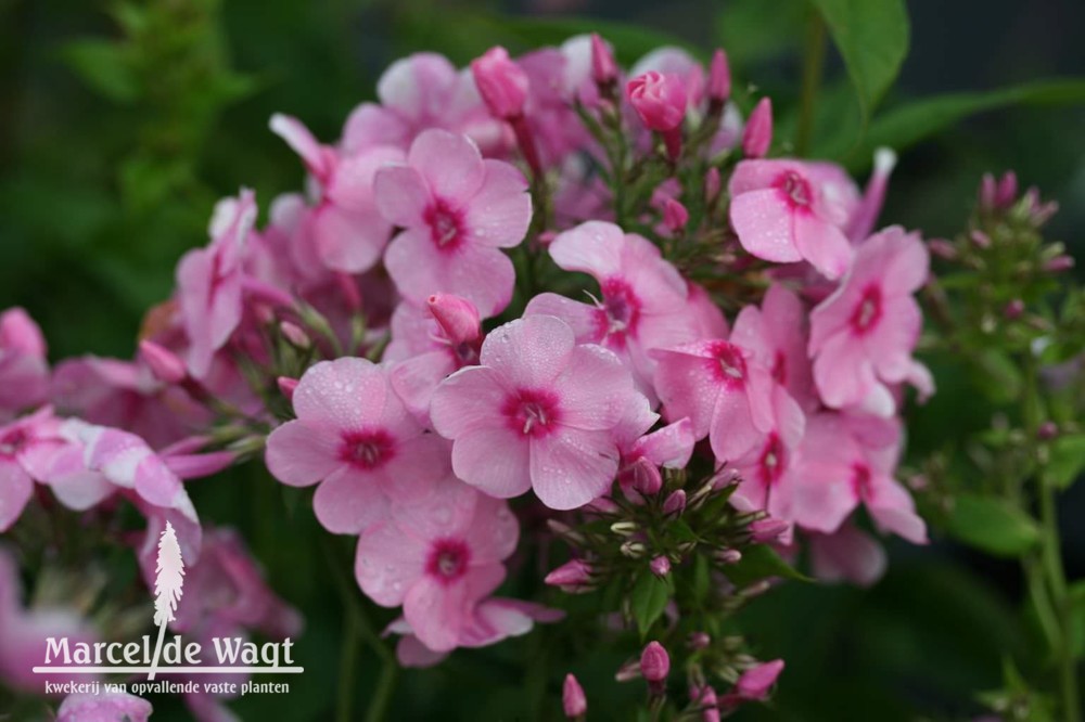 Phlox paniculata Flamingo