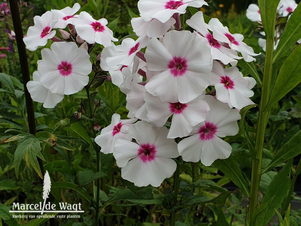 Phlox paniculata Graf Zepplin