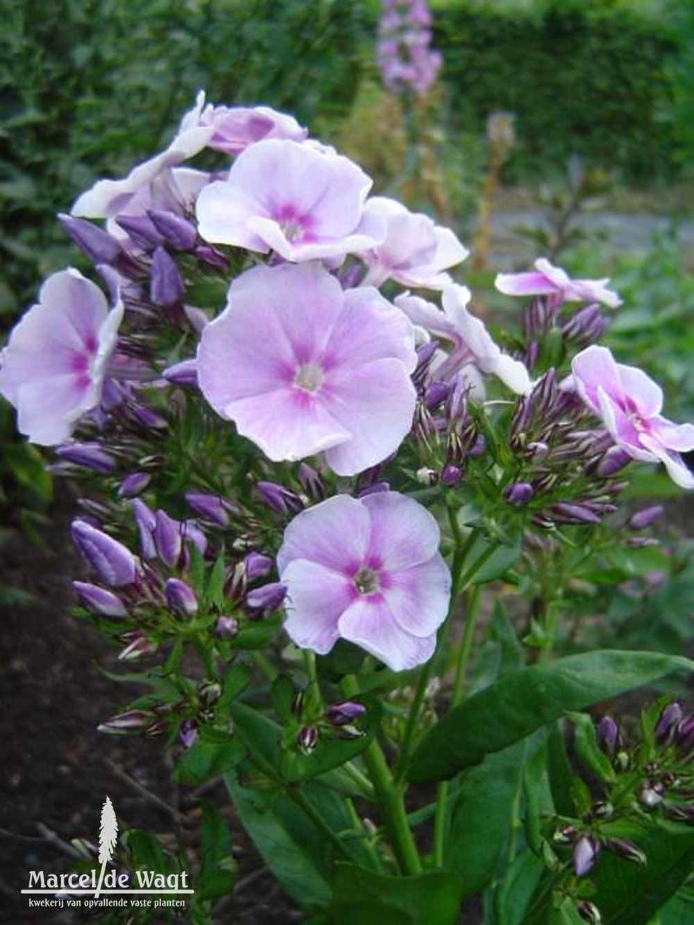 Phlox paniculata Grafin von Schwerin