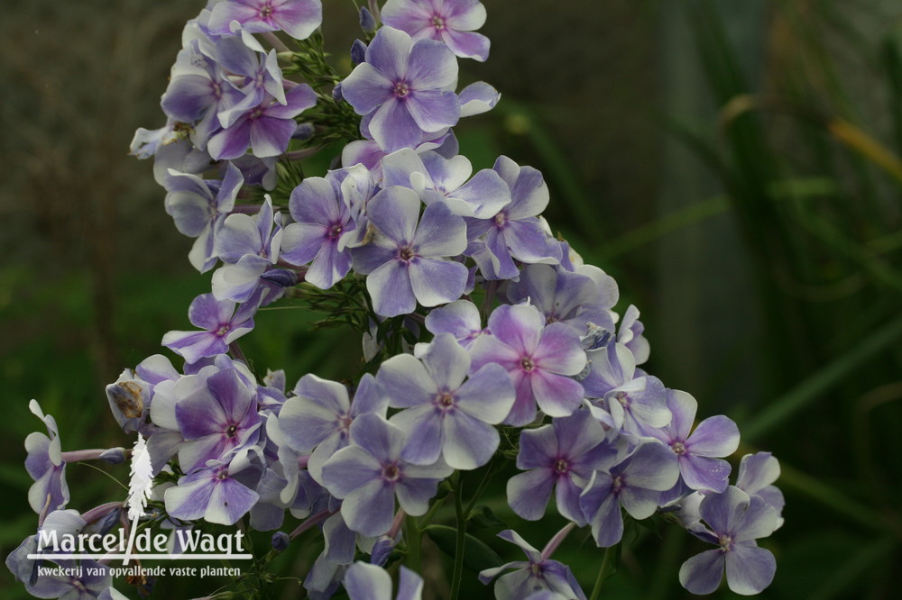 Phlox paniculata Gzhel