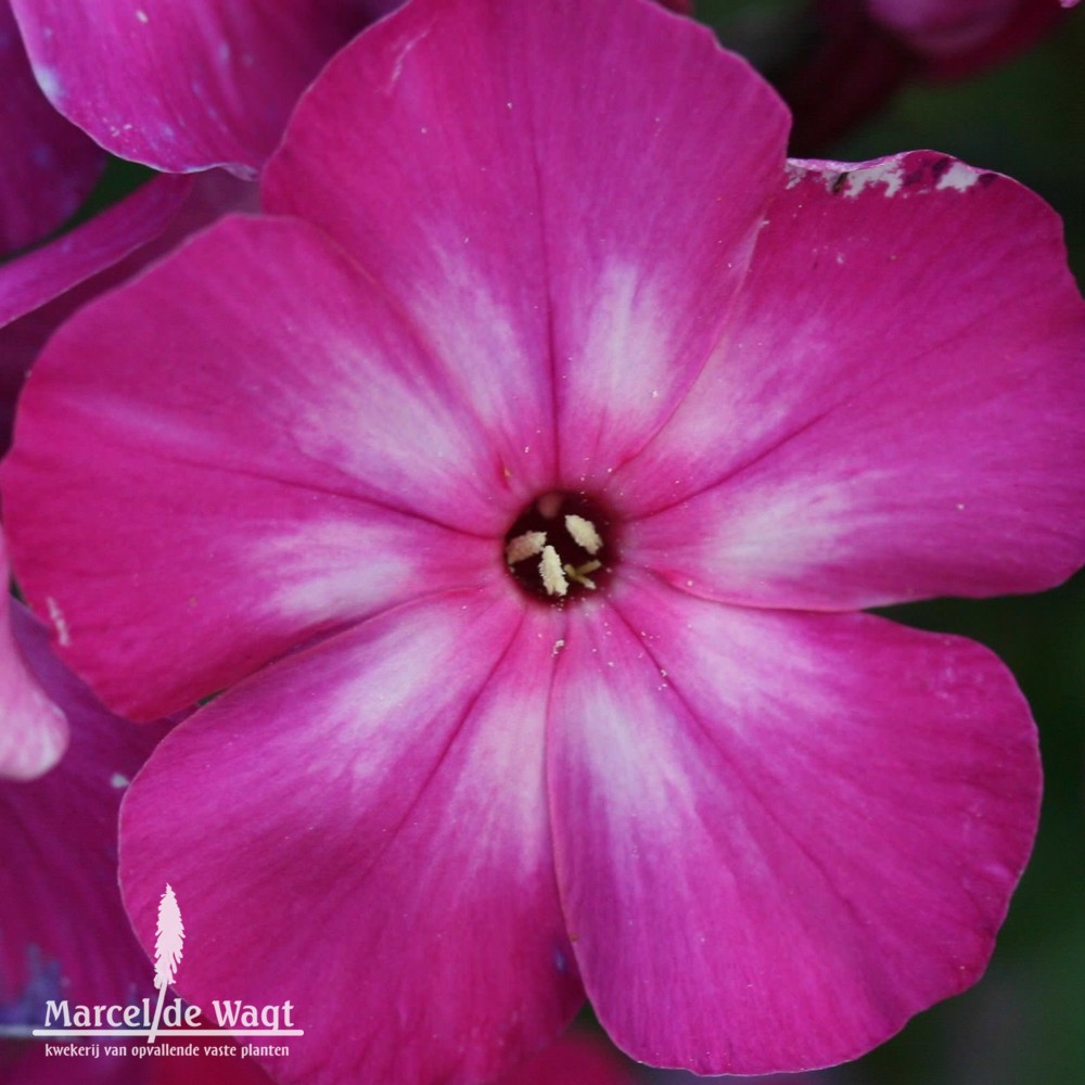 Phlox paniculata Hanah