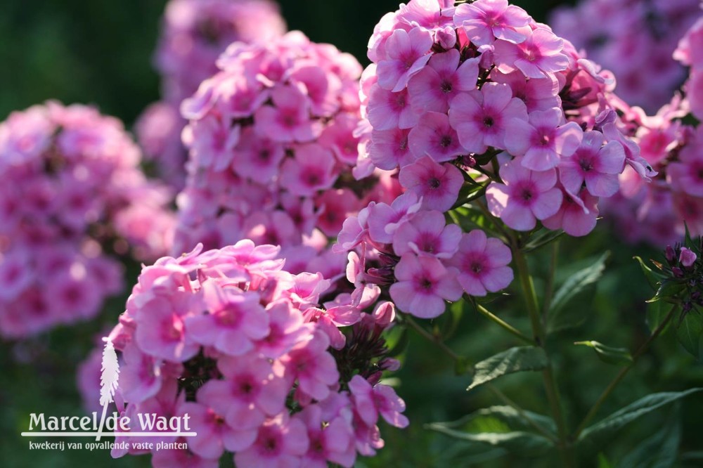Phlox paniculata Herbstwalzer