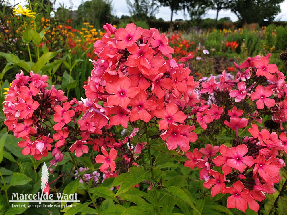 Phlox paniculata Ivan Sarja