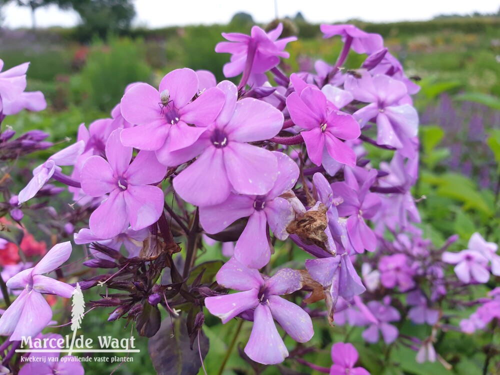 Phlox paniculata Jana