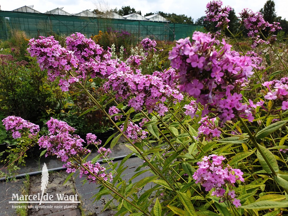 Phlox paniculata Jeanna