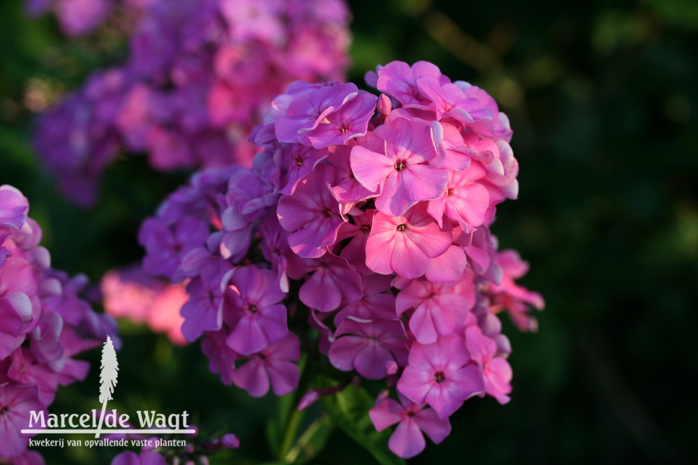 Phlox paniculata Judy