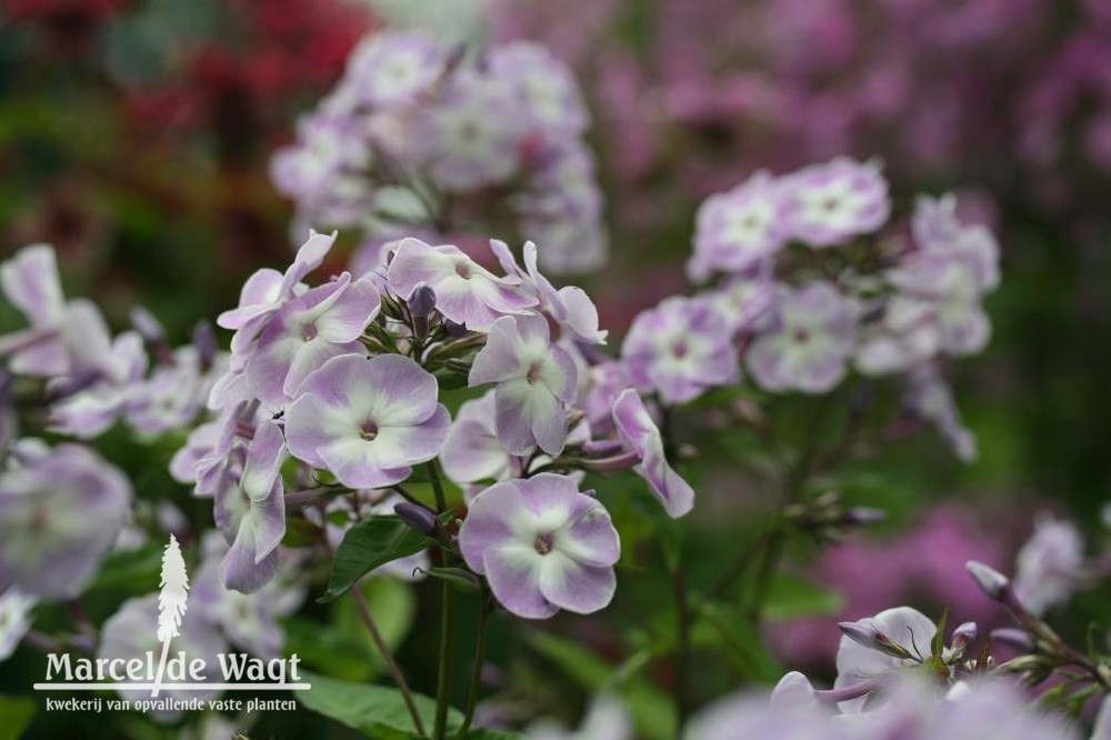 Phlox paniculata Katherine