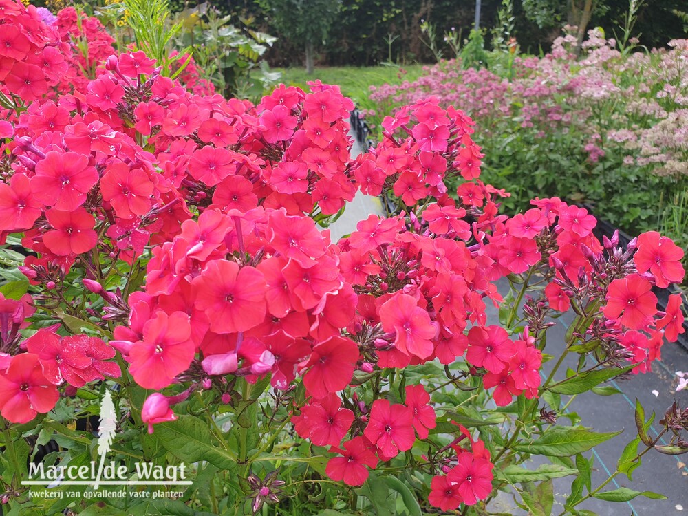 Phlox paniculata Krasnaya Shapochka