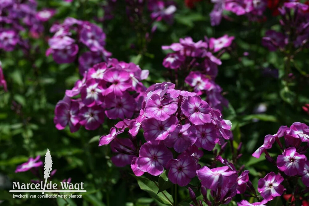 Phlox paniculata Laura