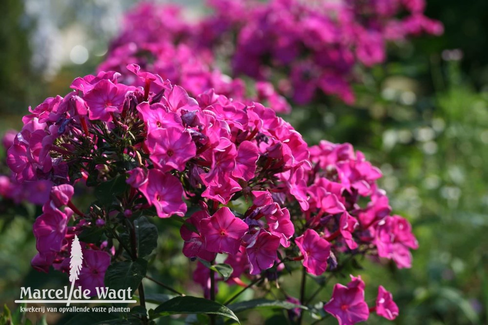 Phlox paniculata Le Moisnil