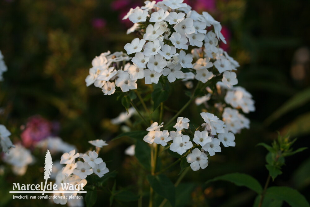 Phlox paniculata Margarete Duisberg