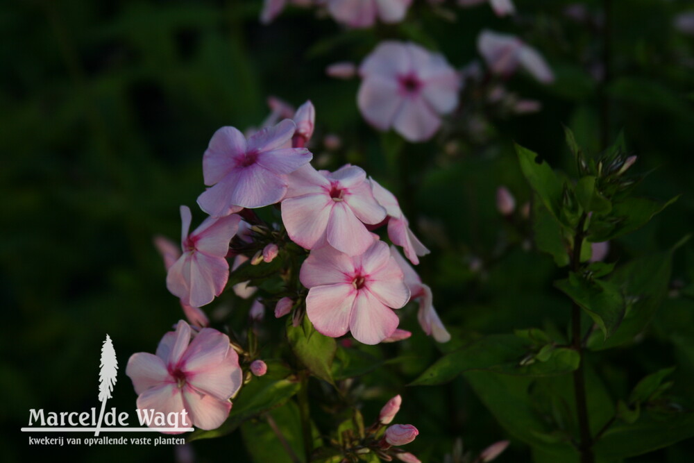 Phlox paniculata Molodost