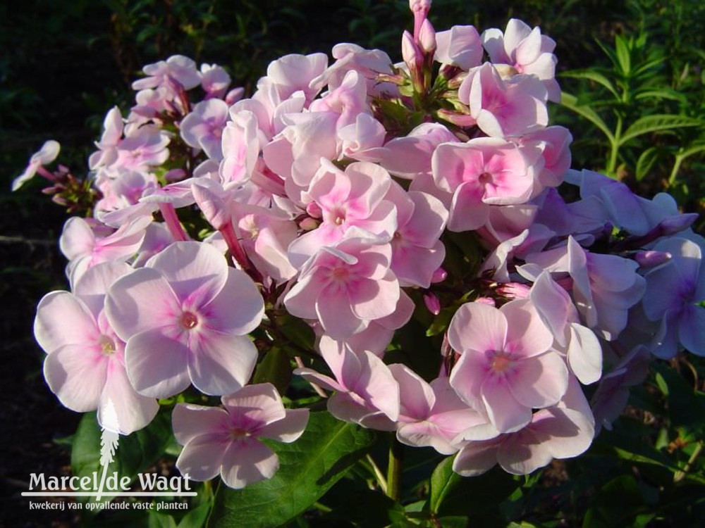 Phlox paniculata Monica Lynden-Bell