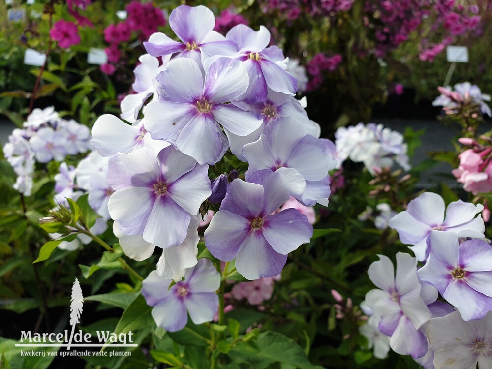 Phlox paniculata Novinka