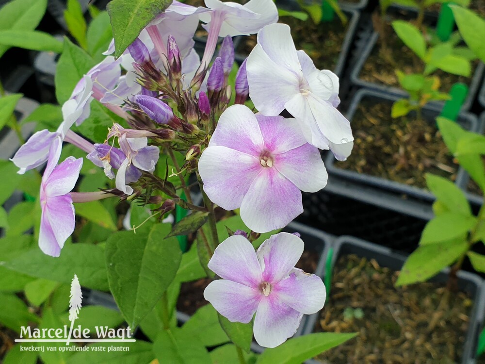Phlox paniculata Oblakon
