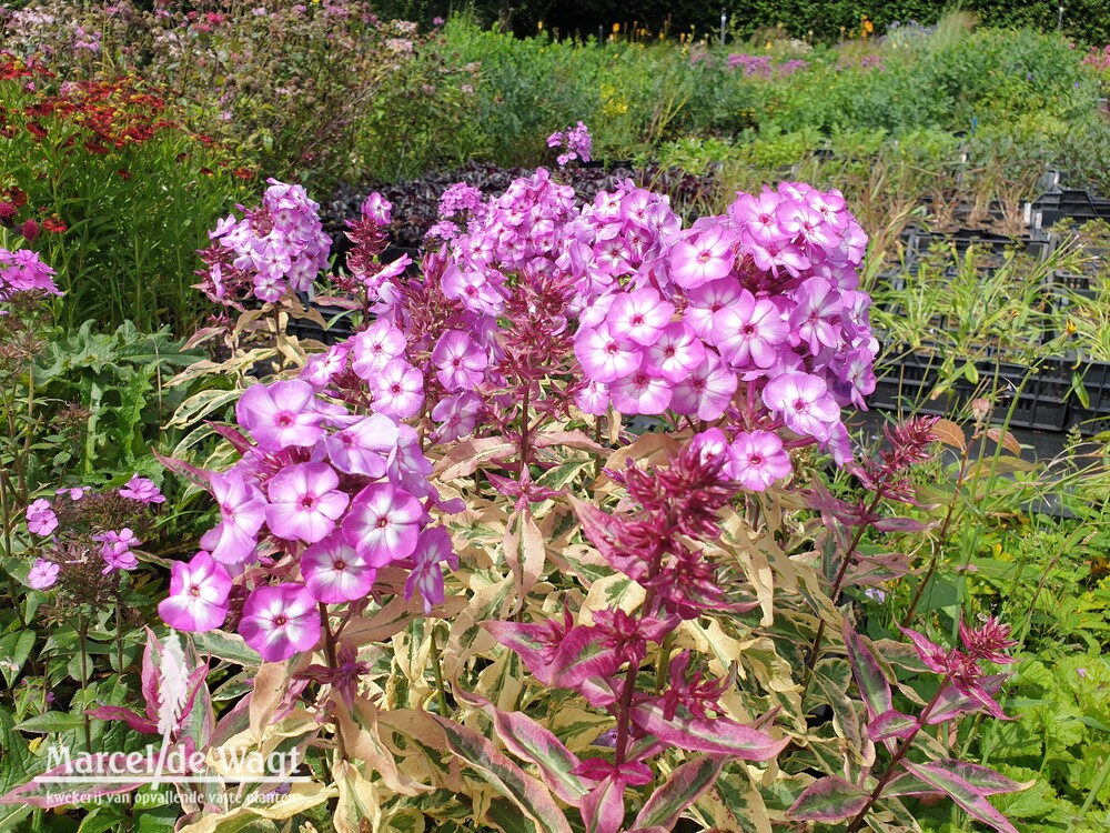 Phlox paniculata Olympus