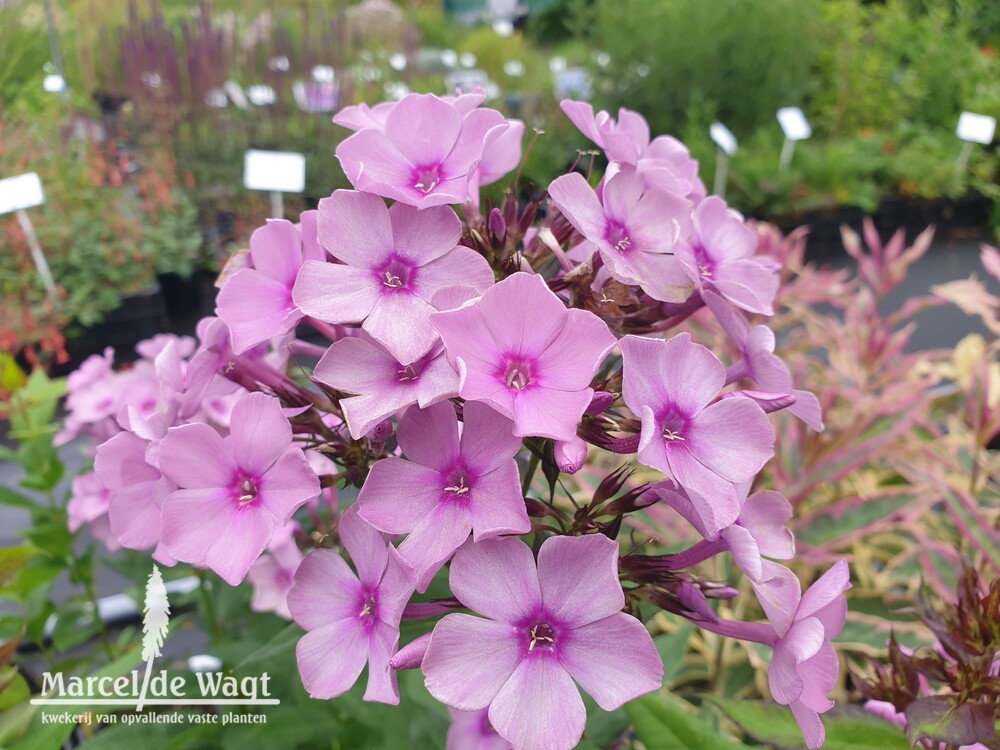 Phlox paniculata Pink Surprise