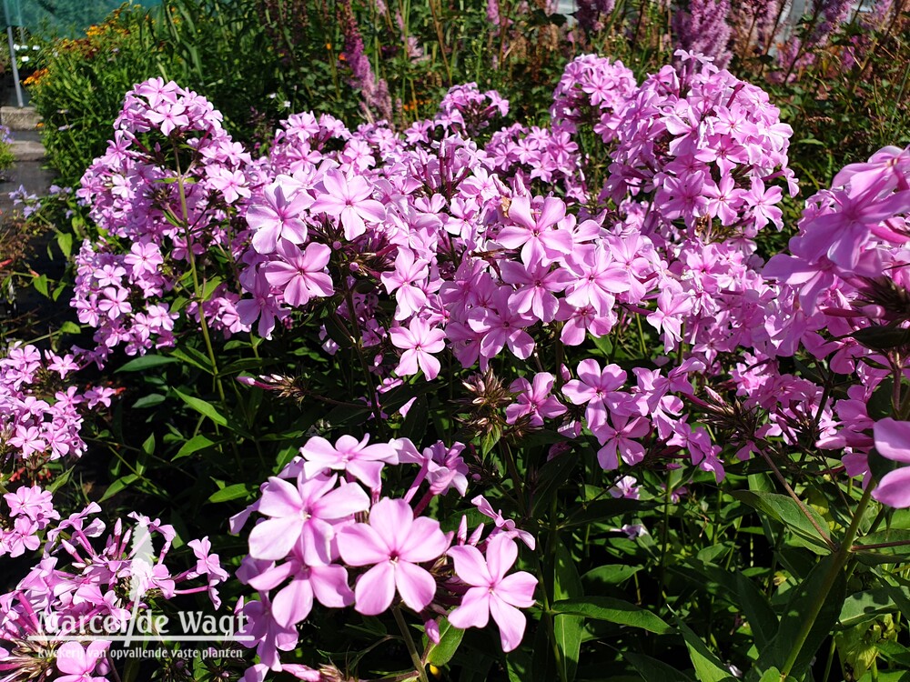 Phlox paniculata Reverans