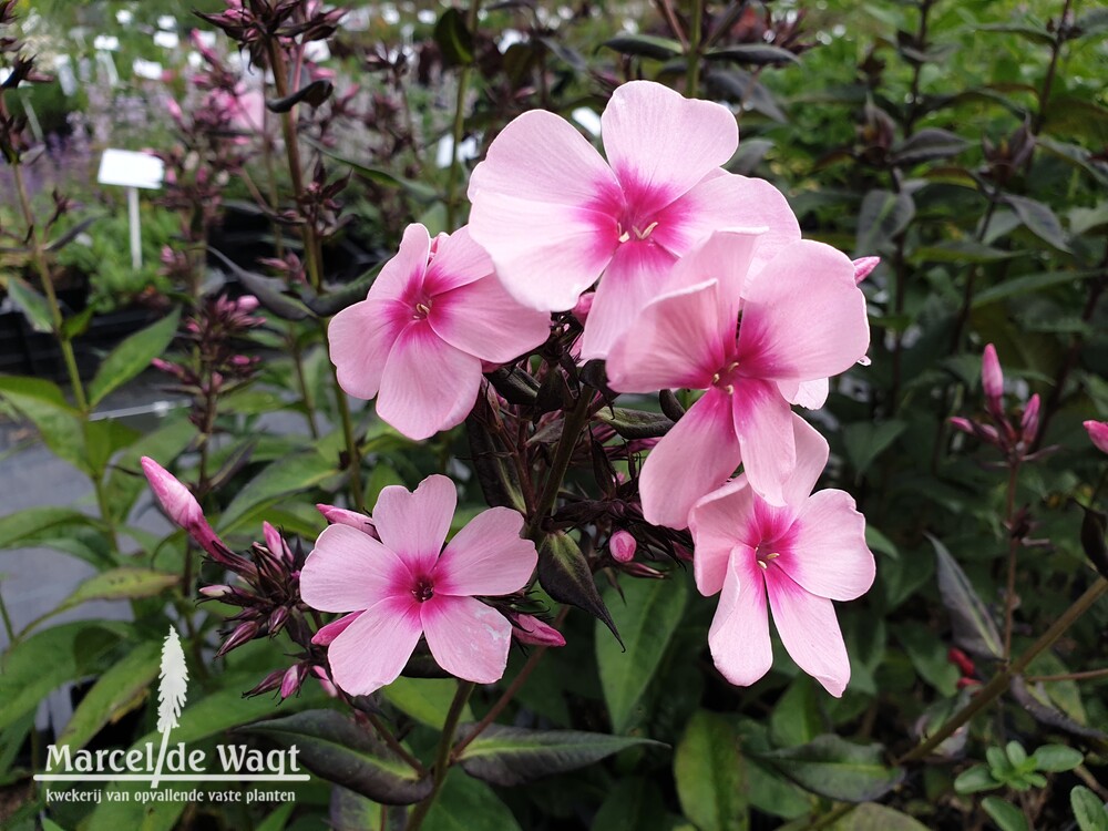 Phlox paniculata Rosovaya Skazka