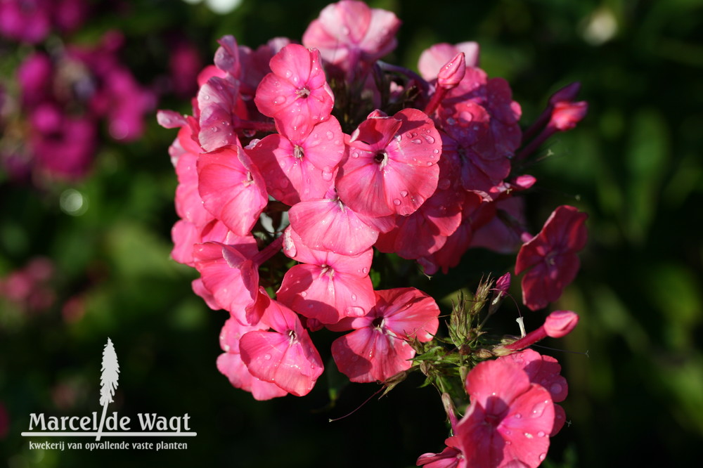 Phlox paniculata Rote Eva