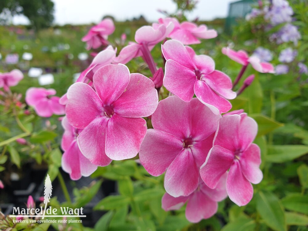 Phlox paniculata Russkaye Krasavic