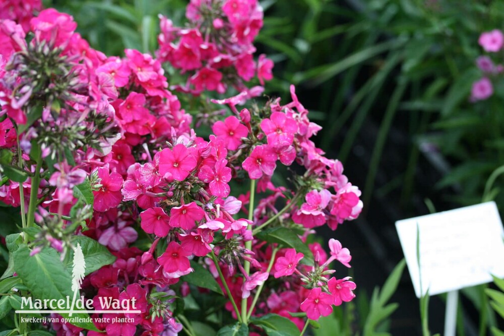 Phlox paniculata Septemberglut