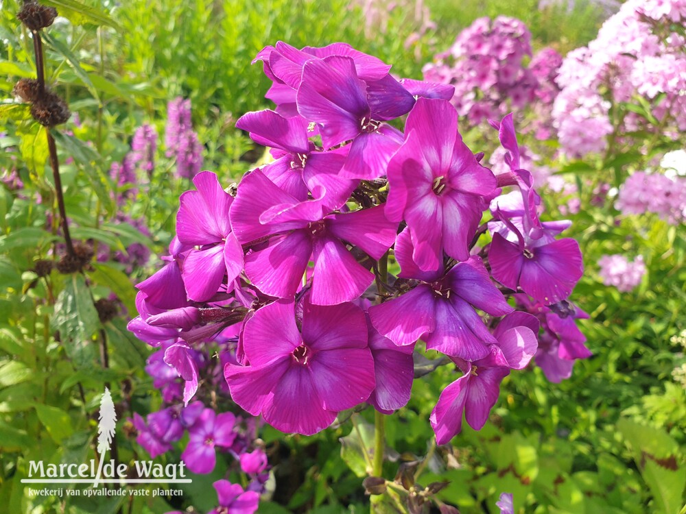Phlox paniculata Shapka Monomakha
