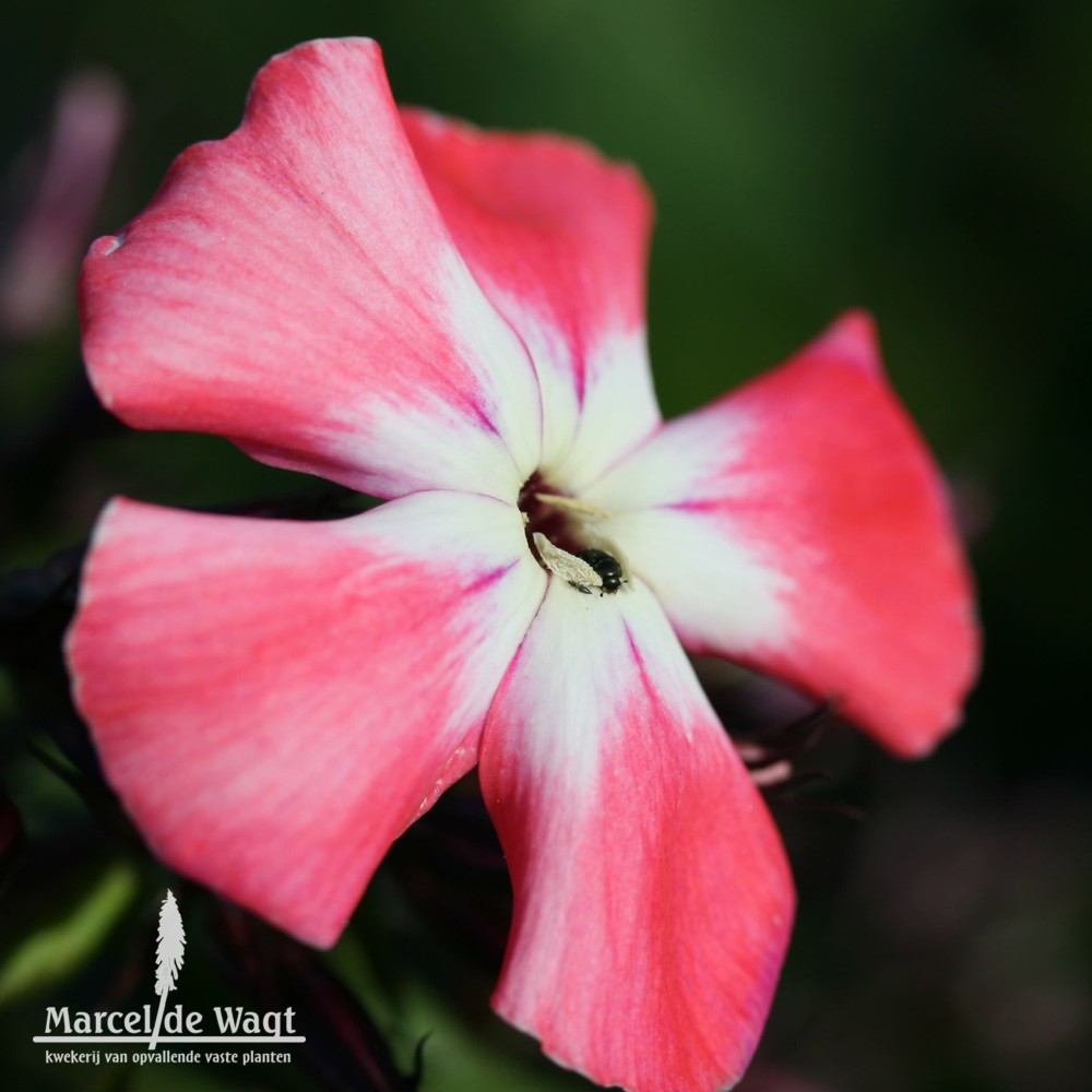 Phlox paniculata Steeple Bumpstead