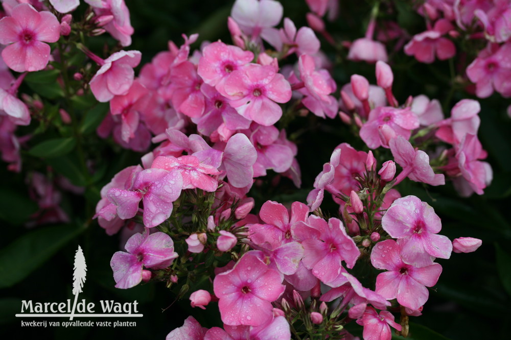 Phlox paniculata Sweet Summer Candy