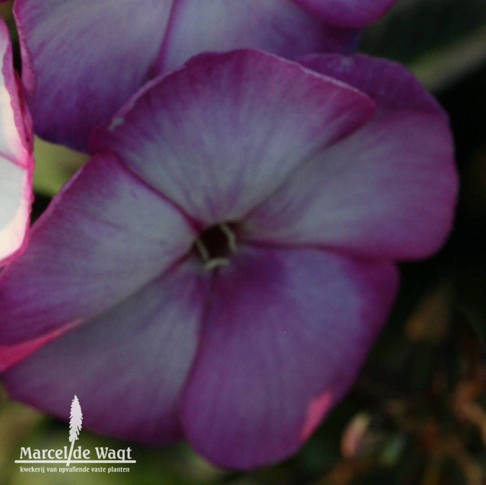 Phlox paniculata Sweet Summer Fantasy