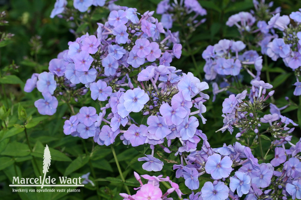 Phlox paniculata Sweet Summer Ocean