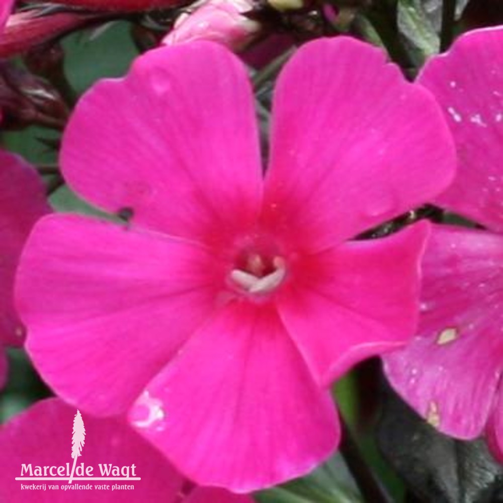 Phlox paniculata Sweet Summer Wine