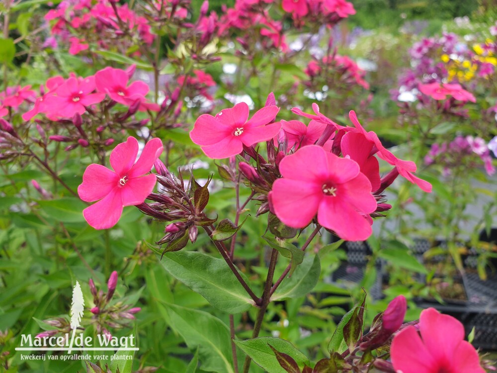 Phlox paniculata Twinkle Cerise