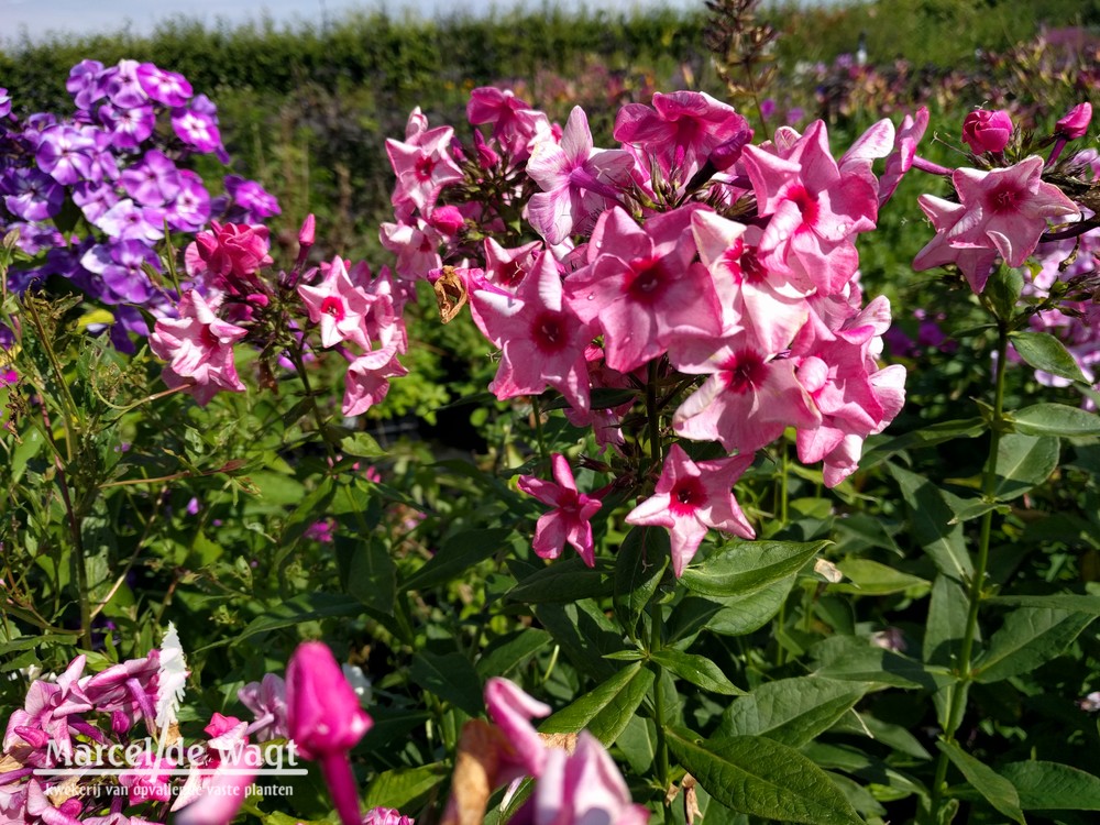 Phlox paniculata Uralskie Skazy