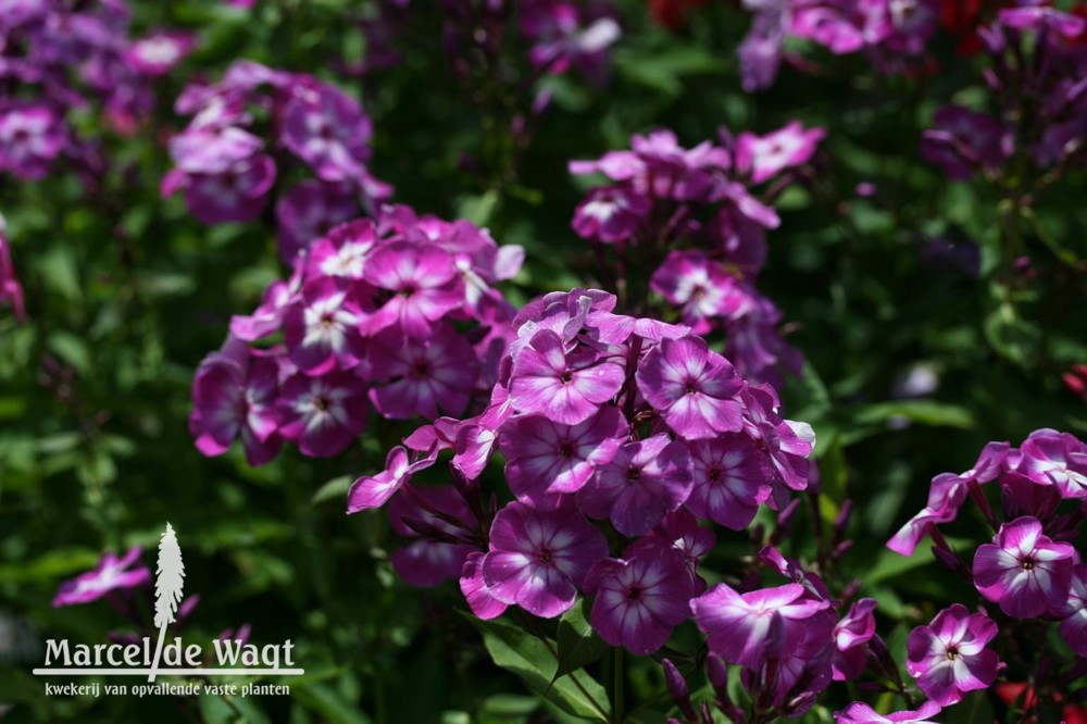 Phlox paniculata Uspech