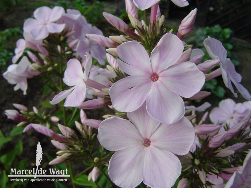 Phlox paniculata Utopia