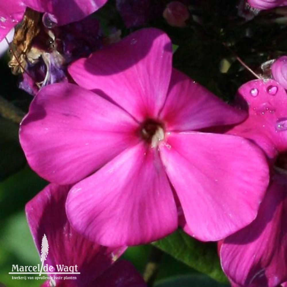 Phlox paniculata Van Gogh