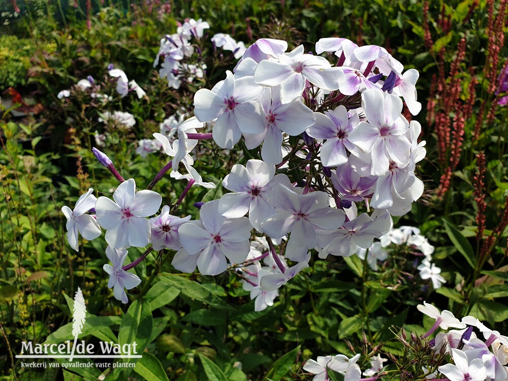Phlox paniculata Zhukovskii