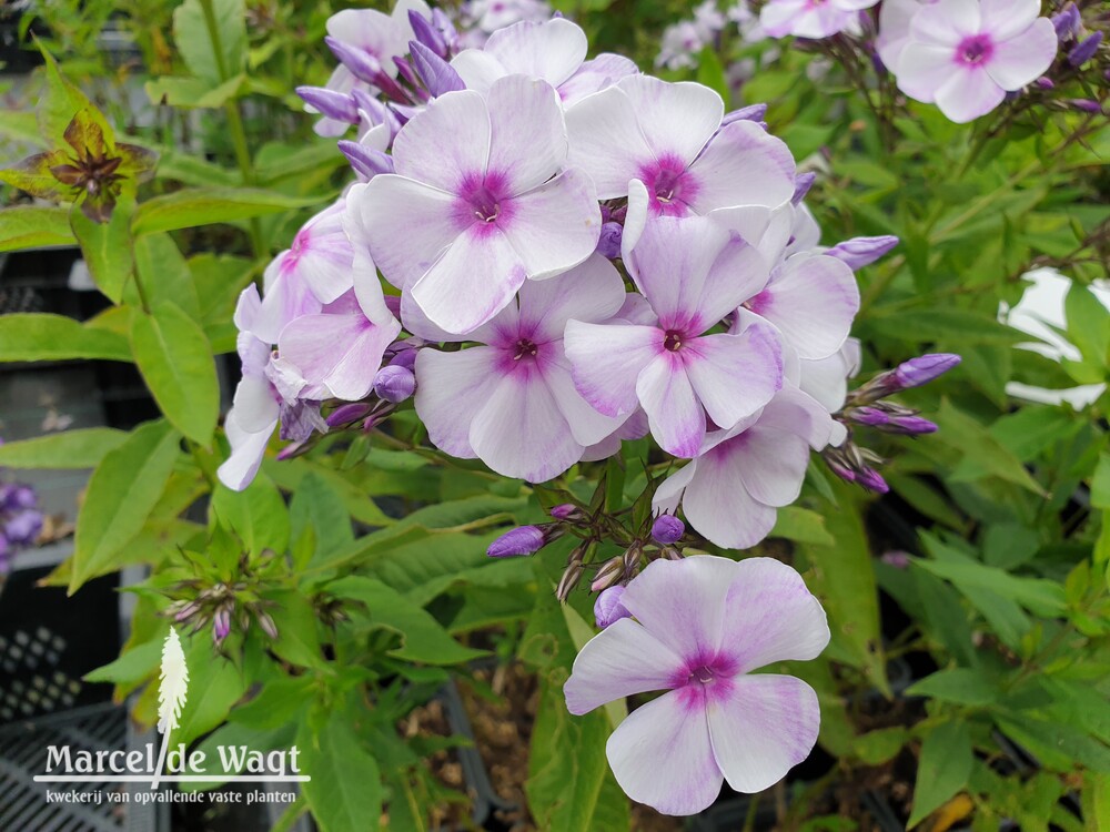 Phlox paniculata Zoluschka