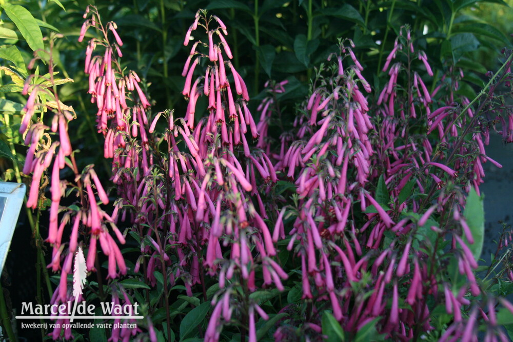 Phygelius Purple Prince