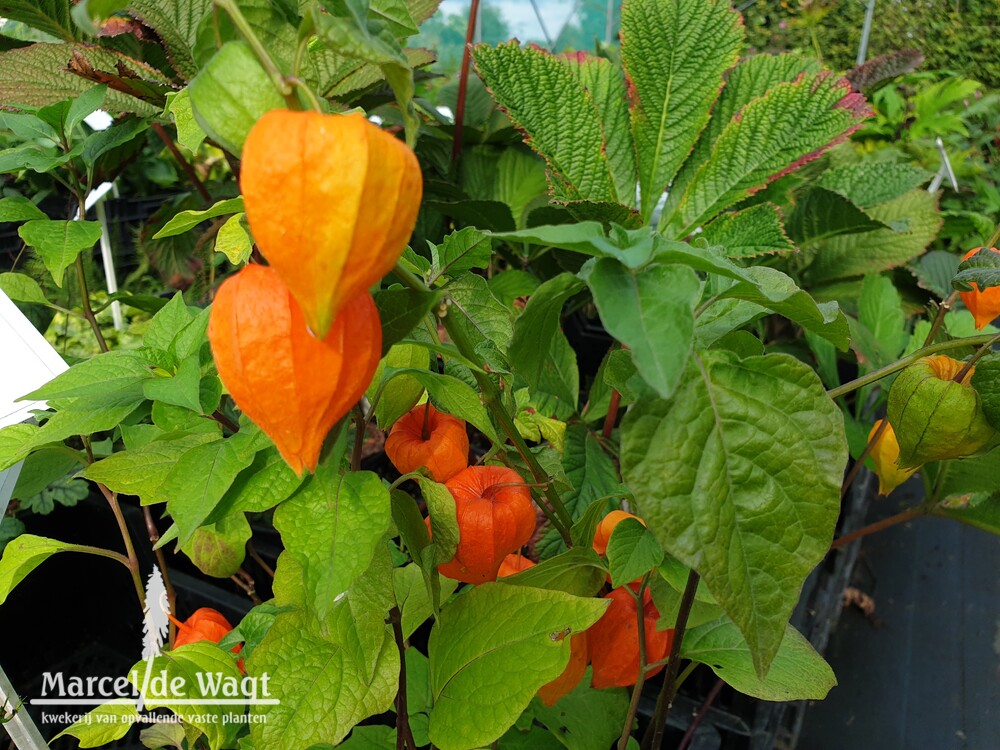 Physalis alkekengi var. Franchetti Zwerg