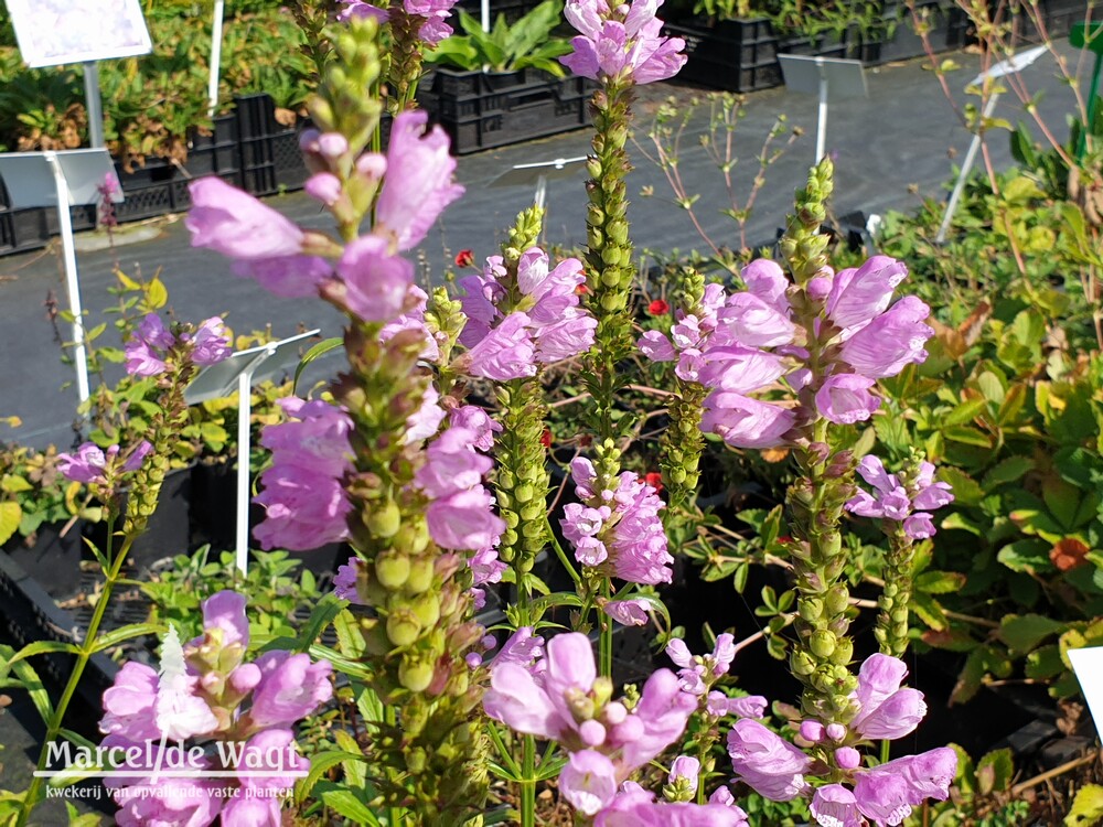 Physostegia virginiana Red Beauty